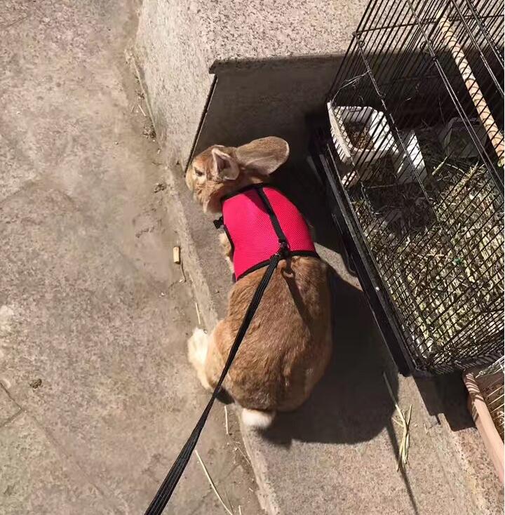 Small Pet Walking Leash Lead